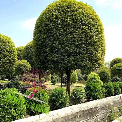 四川高桿桂花樹圖片