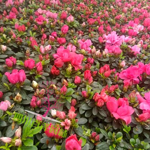 四川西洋鵑圖片